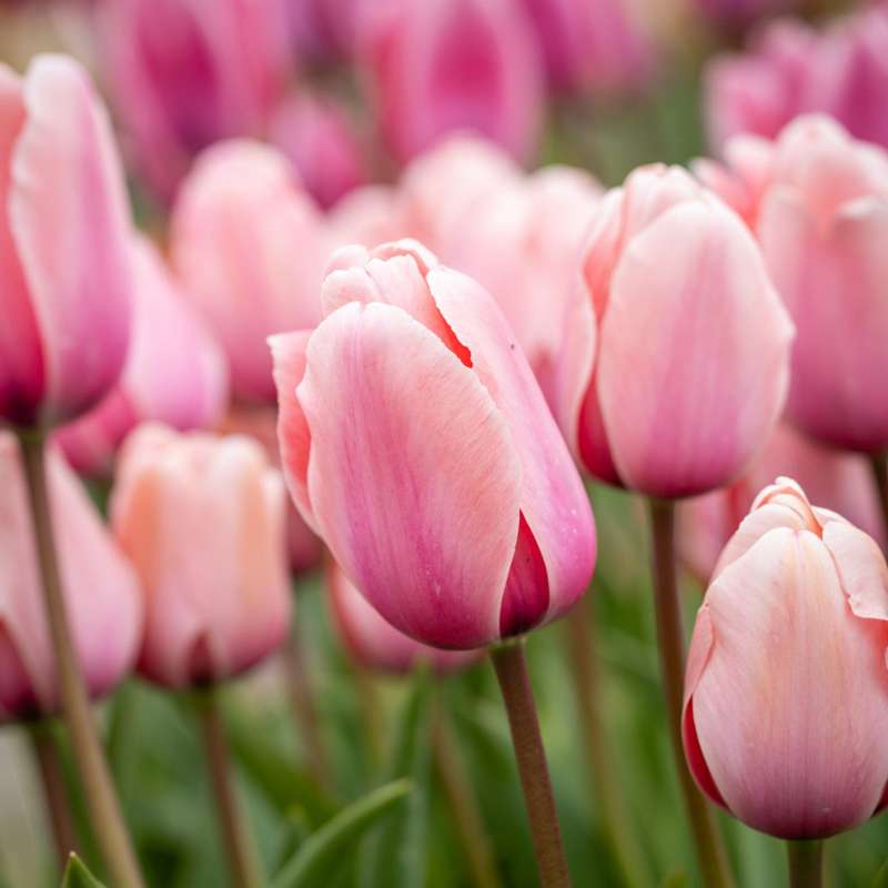 Tulipan 'Salmon Impression'